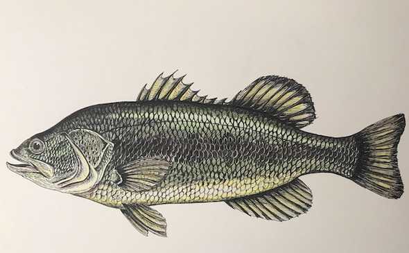fish